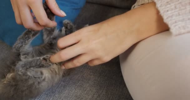 Κοντινό πλάνο του γκρι μικρή γάτα ξαπλωμένη στον καναπέ γκρι μεταξύ μαξιλάρια και παίζει με τα γυναικεία χέρια. Σε εσωτερικούς χώρους — Αρχείο Βίντεο