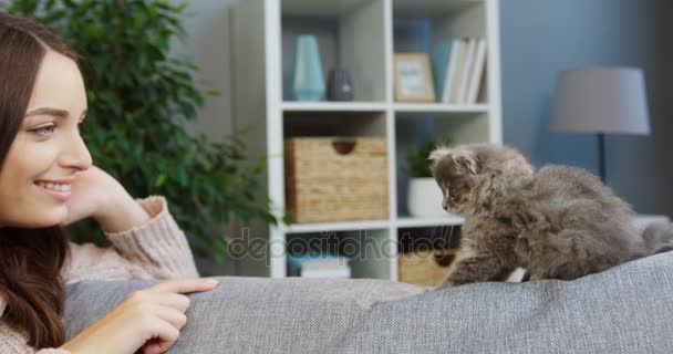 Gros plan de jolie jeune femme jouant avec un mignon chaton gris sur le canapé dans la chambre confortable à la maison. À l'intérieur — Video