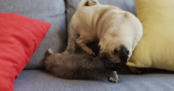 Lindo pug y pequeño pussycat gris jugando en el sofá gris con almohadas. De cerca. Pequeñas mascotas. De interior — Vídeos de Stock