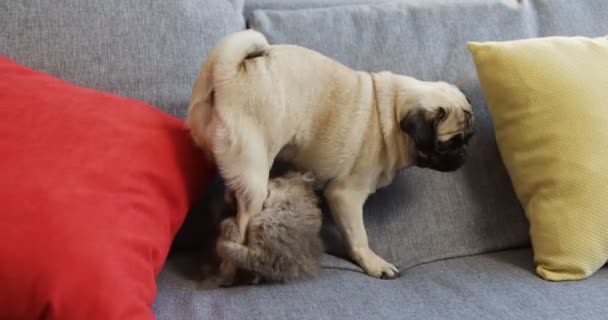 Close up de pequenos animais de estimação brincando no sofá cinza entre almofadas. Pug e gatinho. Interior — Vídeo de Stock