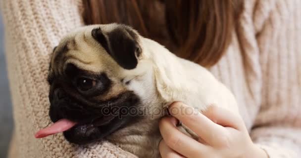 A cute small pug sitting on the womans hands which caressing it. The cutest muzzle. Indoors — Stock Video