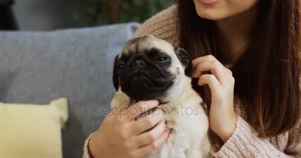 Primo piano di un simpatico cucciolo di carlino seduto nelle mani delle donne che accarezzandolo sullo sfondo del divano. Interni — Video Stock