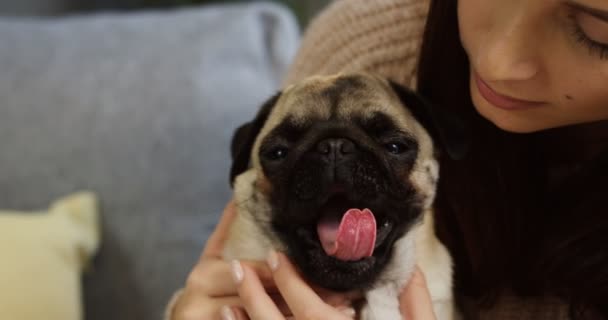 The cutest little pug yawning and pretty young woman kissing it in the room at home. Inside. Close up — Stock Video
