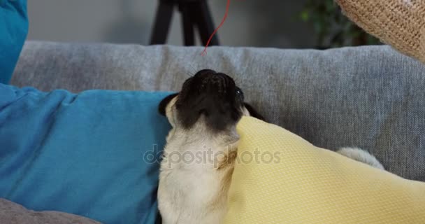 Close up of womans hands playing with a cute and funny pug and red ball of thread on the sofa in the room at home. Inside — Stock Video