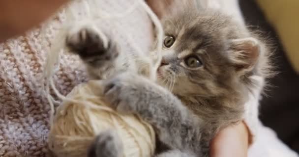 Närbild av grå pussycat leker med en boll av vit tråd i kvinnans händer. Liten rolig katt. — Stockvideo