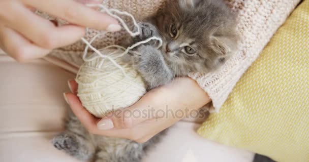 Vista superior en el gatito gris más lindo acostado con una bola de hilo en las manos de las mujeres. De cerca. Adentro. — Vídeo de stock