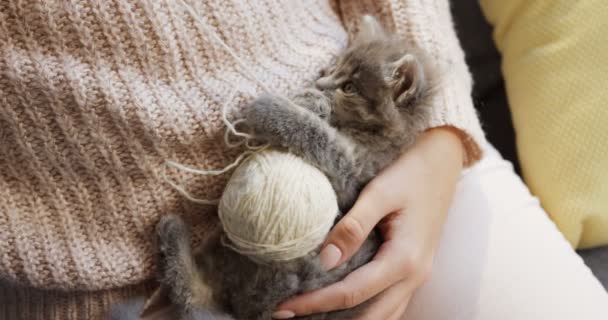 Close up of a grey small cute pussycat lying on its back and looking at the womans hands playing with its paws and a thread. Inside — Stock Video