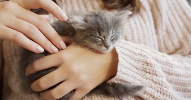 Ein süßes kleines Kätzchen, das in den Händen der Frauen schläft, die es streicheln. entspannende Zeit mit einem Haustier. innen — Stockvideo