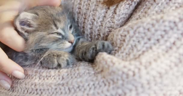 Niedlichen kleinen Kätzchen-Katze schlafen und wachen in den Händen der Frauen, während sie es streicheln. Innenraum. Nahaufnahme — Stockvideo
