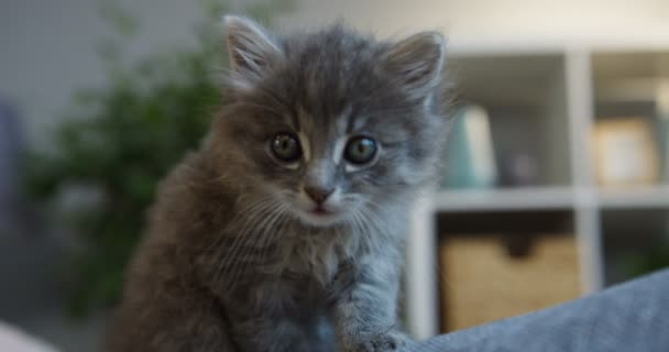 Primo piano di un gattino grigio che guarda nella telecamera e cammina sul divano nel soggiorno. Interni — Video Stock