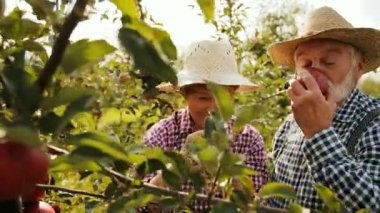 Elma ağacından koparma ve onları güzel güneşli bahçede kokulu gülümsüyor eşi ile eski mutlu çiftçi. Hasat zamanı. Açık havada. Yakın çekim. Portre