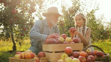 Büyükbaba şirin torununu elma elma ağaçları bahçesinde hasat toplama sonra sıralama ile şapka ve ekose gömlekli portresi. Açık
