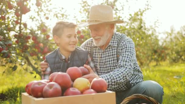 Retrato del abuelo en un sombrero y camisa a cuadros con su precioso nieto sentado cerca de la caja con manzanas después de recoger la cosecha en su jardín y posar ante la cámara. Afuera. — Vídeos de Stock