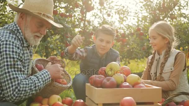 Retrato del abuelo con sus preciosos nietos clasificando manzanas después de recoger la cosecha en el huerto de manzanas. De cerca. Al aire libre — Vídeos de Stock