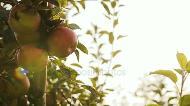 Primer plano de manzanas verdes y rojas colgando del manzano y una mano arrancando una manzana madura. Día soleado . — Vídeos de Stock