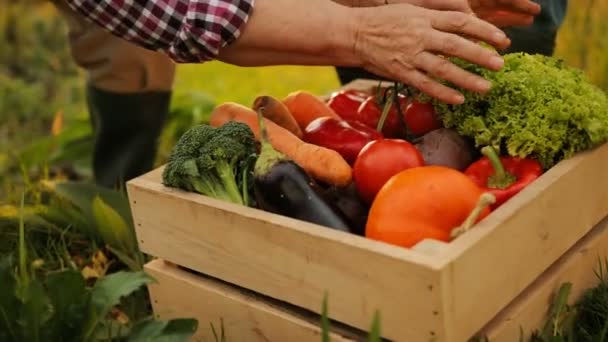 Закройте старые руки, собирая и сортируя овощи в деревянной коробке. Время собирать урожай. На открытом воздухе — стоковое видео