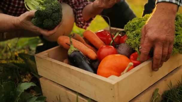 Mãos masculinas e femininas velhas dos fazendeiros que tomam e prendem vegetais da caixa de madeira. Hora da colheita. Ao ar livre — Vídeo de Stock