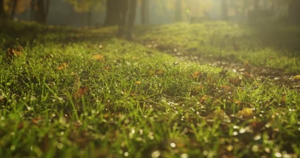 Primer plano de pies de dos personas corriendo por el sendero sobre hierba verde en el hermoso parque soleado. Exterior — Vídeos de Stock