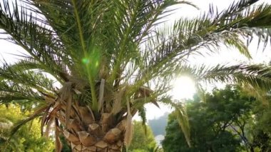 Diğerleri arasında güzel yeşil palmiye ağaçları bir güneş ışığı güzel güneşli bir yaz aylarında kapatın. Açık