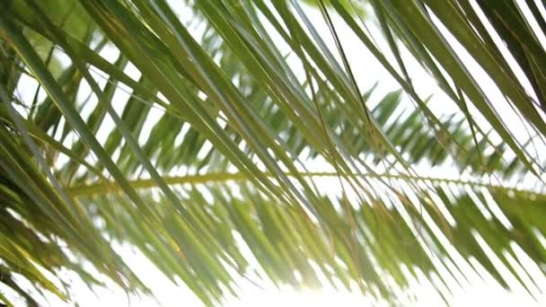 Закройте зеленые пальмовые ветви, машущие нежным ветерком на солнце. Летний солнечный день. На открытом воздухе — стоковое видео
