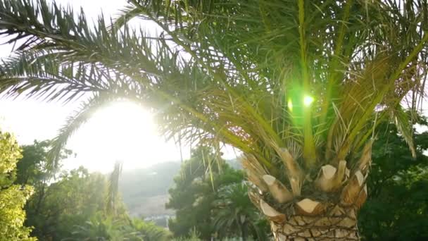 Close up da natureza pitoresca, palma verde entre outras árvores em um dia ensolarado e agradável do verão. Férias de verão. Ao ar livre — Vídeo de Stock