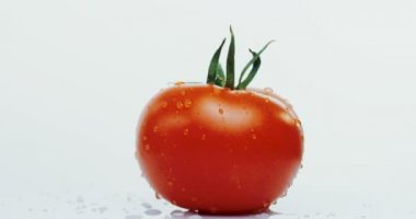 Beyaz duvar arka plan üzerinde yuvarlanan su ile kırmızı domates makro çekim bırakır. Yakın çekim