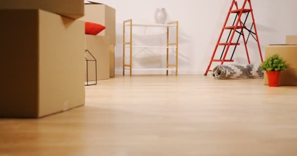 Gerakan lambat kotak karton dan barang-barang rumah di ruang tamu yang nyaman selama pindah di rumah baru. Tutup. Di dalam — Stok Video