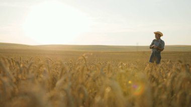 Yaşlı erkek çiftçi çiftliğindeki altın tarlasında buğday kalitesini kontrol ediyor..