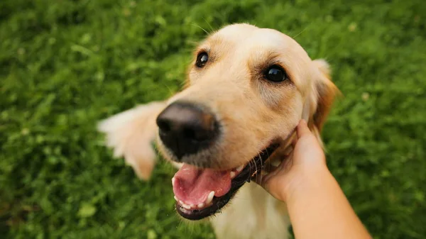 Kapatın. Genç bir kız tarafından okşanan labrador köpeğinin portresi. El ve köpek manzarası. Yeşil çimen arka planı. POV — Stok fotoğraf