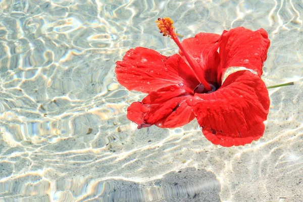 Una sola flor flotando en lo desconocido — Foto de Stock