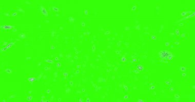 Noel kar taneleri, kar yukarıdan düşen kış tatili xmas ile yıldız sorunsuz döngü üzerinde chroma anahtar yeşil ekran