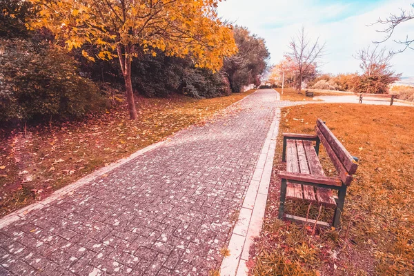 Желтые и красные красочные листья осенние цвета в парке на открытом воздухе с дороги и деревянной скамейкой — стоковое фото