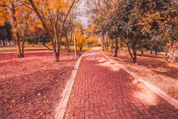 Желтый и фиолетовый красочные листья осенние цвета в парке на открытом воздухе с деревом и дороги — стоковое фото