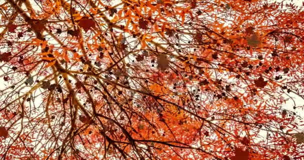 Yellow, brown, red colorful leaves autumn colors falling down from top with tree in background — Stock Video