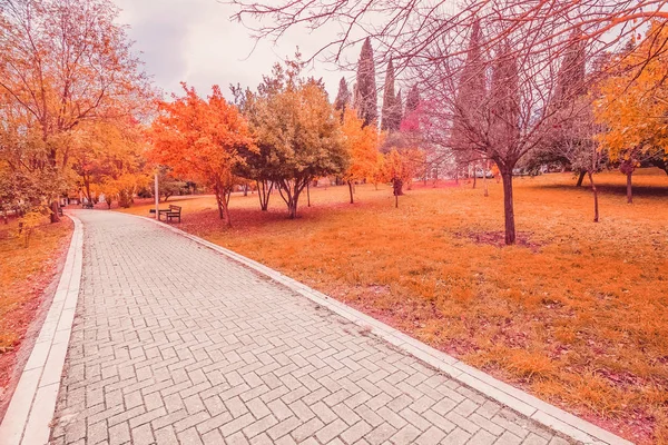 Желтый и красный фиолетовый красочные листья осенние цвета в парке на открытом воздухе с дороги и деревянной скамейкой — стоковое фото