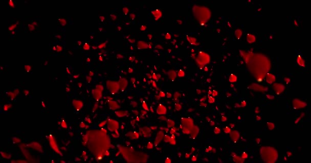 pétales rouges colorés rose volant animation sur fond noir, amour et Saint-Valentin 