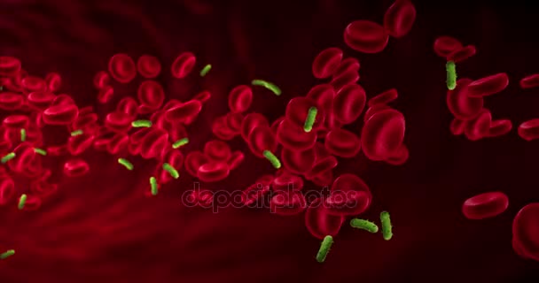 Red blood cells animation in an artery near virus and bacteria, flow inside body,  human health-care — Stock Video