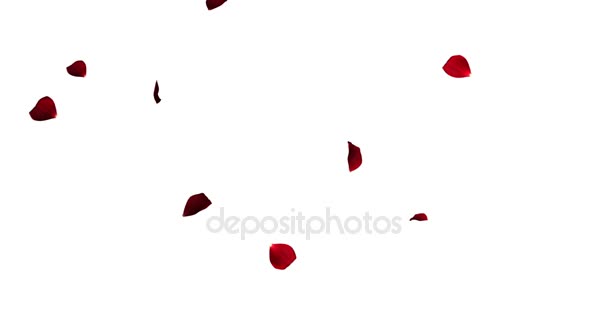 Κόκκινο πολύχρωμα πέταλα που φέρουν animation αυξήθηκε σε λευκό φόντο, την αγάπη και την ημέρα του Αγίου Βαλεντίνου ημέρα ΕΟΡΤΑΣΤΙΚΑ — Αρχείο Βίντεο