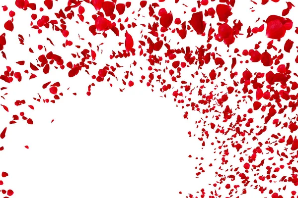 Röda rosenblad som flyger med vortex på vit bakgrund, kärlek och alla hjärtans dag — Stockfoto