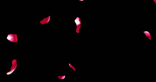 Червоний фіолетовий барвистий пелюстки троянди літаючої анімації на чорному тлі з альфа-канальним матовим, любов'ю і святковим днем — стокове відео