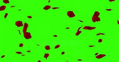 uçan chroma anahtar yeşil ekran arka planı, tatil aşk, ilişki ve Sevgililer günü üzerinde kırmızı gül yaprakları 