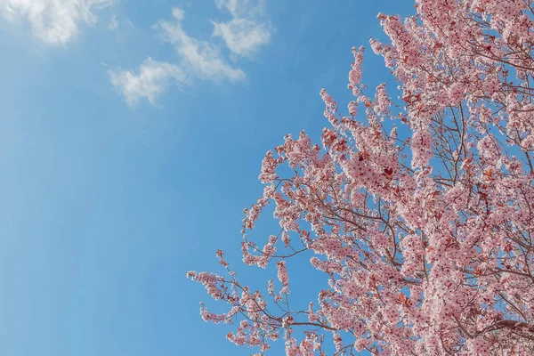 Spring tree with pink flowers almond blossom on a branch on green background, on blue sky with daily light — Stock Photo, Image