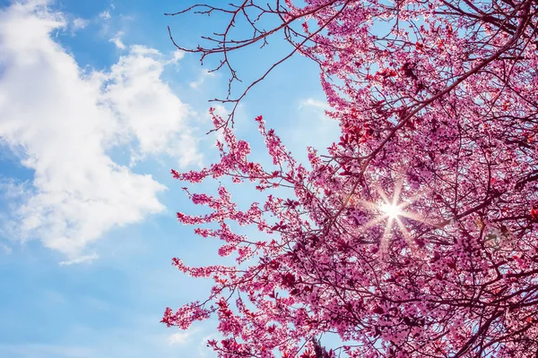 Spring tree with pink flowers almond blossom on a branch on green background, on blue sky with daily light — Stock Photo, Image