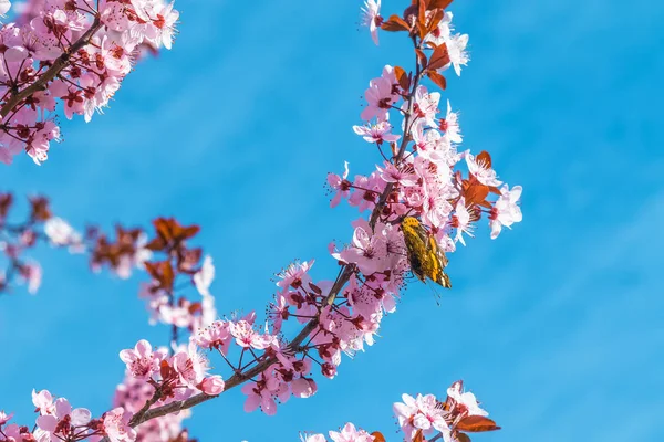 Árvore de primavera com flores rosa flor de amêndoa em um ramo no fundo verde, no céu azul com luz diária — Fotografia de Stock