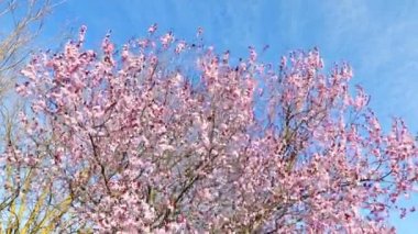 ağaç bahar dalı hareketi ile günlük ışık mavi gökyüzü üzerinde rüzgar ile pembe çiçekler badem çiçeği ile
