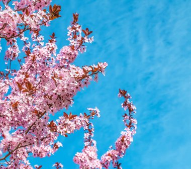 pembe çiçekler badem çiçeği ile günlük ışık mavi gökyüzü üzerinde yeşil zemin üzerine dal ile ağaç bahar 