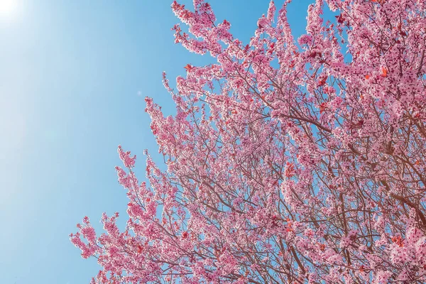 Spring tree with pink flowers almond blossom on a branch on green background, on blue sky with daily light — Stock Photo, Image