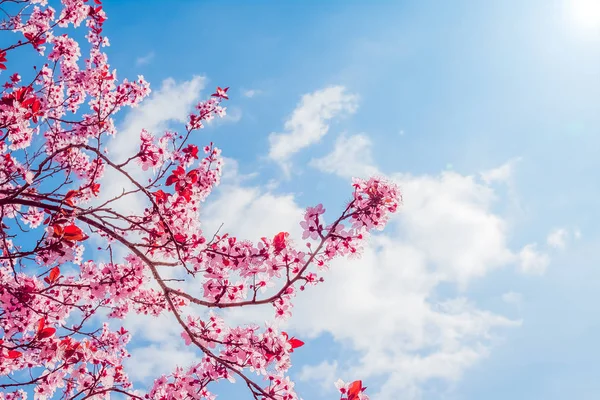 Árvore de primavera com flores rosa flor de amêndoa em um ramo no fundo verde, no céu azul com luz diária — Fotografia de Stock