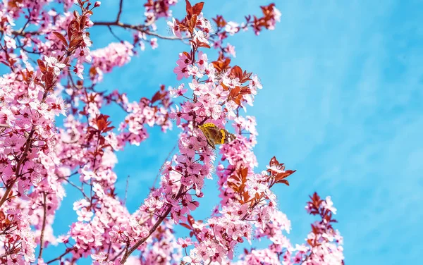 Spring tree with pink flowers almond blossom with butterfly on a branch on green background, on blue sky with daily light — Stock Photo, Image