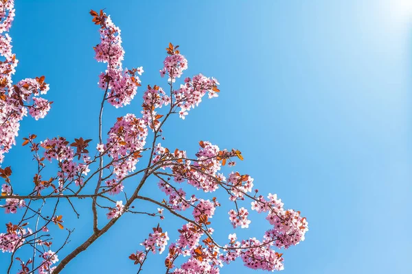 Wiosenne drzewa z różowe kwiaty migdałowe kwitnąć na oddział na zielonym tle — Zdjęcie stockowe